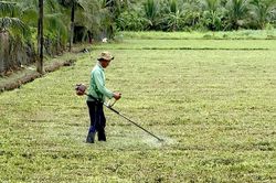 Đồng Tháp: Công an truy tìm nguồn xả thải gây chết cây trồng