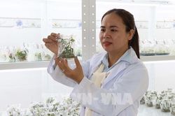 Vĩnh Long kích hoạt thị trường khoa học công nghệ, tạo lực đẩy tăng trưởng