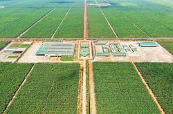 Thaco Agri: Lợi nhuận 2025 bứt ph&aacute;, lỗ lũy kế l&ugrave;i về mức hơn 1.250 tỷ đồng