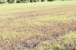 Ô nhiễm nguồn nước gây thiệt hại 319 hecta rau màu tại Đồng Tháp