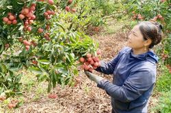Chỉ dẫn địa lý 'Vải thiều Lục Ngạn' còn hiệu lực bảo hộ tại 3 vùng lãnh thổ
