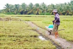 Nghiên cứu phương án hỗ trợ cho nông dân có diện tích cây trồng bị thiệt hại