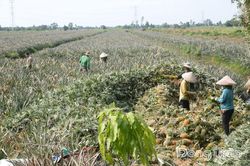 Đồng Th&aacute;p: Gi&aacute; kh&oacute;m tăng, n&ocirc;ng d&acirc;n phấn khởi