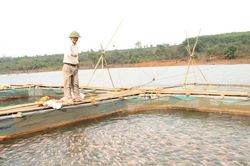 20 hộ dân xã Kon Gang được tập huấn nuôi cá điêu hồng trong lồng bè