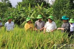 Hội thảo mô hình trình diễn giống lúa lai QL301