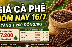 Giá cà phê hôm nay 16/7: Robusta tăng, Arabica giảm