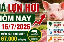 Giá lợn hơi hôm nay 16/7/2026: Miền Bắc tiếp tục giữ đỉnh 67.000 đồng/kg
