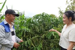 Cư Jút tạo đà tăng trưởng, hướng tới mục tiêu phát triển bền vững