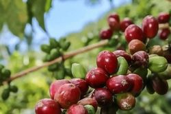 Gi&aacute; c&agrave; ph&ecirc; h&ocirc;m nay 16/7/2026: Nội địa đồng loạt tăng 1.200 đồng/kg, robusta vượt 3.900 USD/tấn