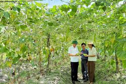 Triển vọng từ mô hình trồng bầu trên đất cát