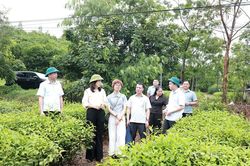 Giám sát chuyên đề việc thực hiện các quy định của pháp luật về quản lý, sử dụng đất và giao đất, cho thuê đất tại xã Nhữ Khê