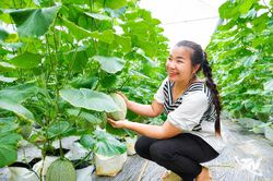 Công nghệ cao 'ươm ngọt' những mùa dưa