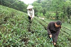Kinh nghiệm phòng trừ sâu bệnh trên cây chè