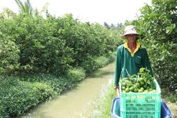 Cởi trói chính sách đất đai: Bệ đỡ để HTX dẫn dắt nông nghiệp quy mô lớn