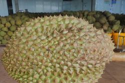 Sầu riêng Krông Pắc: Sở hữu trí tuệ và số hóa mở đường xuất khẩu cho HTX