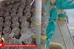 X&atilde; Đầm H&agrave; (Quảng Ninh): Nghi vấn cơ sở sơ chế h&agrave;u xả thải trực tiếp ra m&ocirc;i trường biển