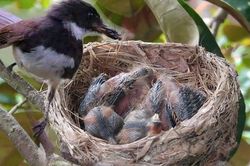 Tổ chim thường hướng lên trời, vậy nếu trời mưa bão thì sao: Hóa ra chúng rất thông minh