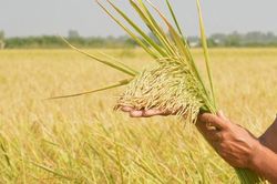 Giá lúa gạo hôm nay 16/7: Lúa ổn định, gạo thơm Jasmine ở chợ giảm