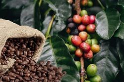 THỊ TRƯỜNG HÀNG HÓA: Cà phê trải qua đợt biến động giá mạnh