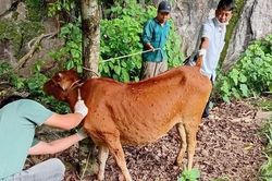 Điện Biên: Khẩn trương khống chế bệnh viêm da nổi cục trên bò