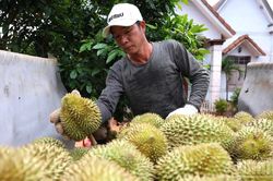 [Ảnh] Thủ phủ sầu riêng Đông Nam Bộ thu hoạch chín vụ