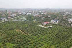 Bắc Ninh: Bình chọn 15 vườn vải đẹp năm 2026
