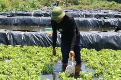9X Nghệ An bỏ việc lương nghìn USD, nuôi ốc thu gần 300 triệu
