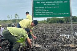 PVEP chung tay 'vun đắp lá phổi xanh' cho tương lai