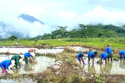 Tuổi trẻ Phú Thọ xuống đồng cấy lúa, tri ân gia đình chính sách