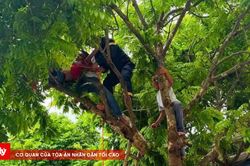 Hy hữu: Bệnh nhân tâm thần mắc kẹt trên cây sấu cao