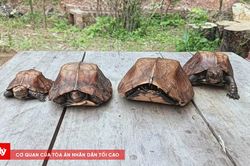Người đàn ông bắt 4 cá thể rùa Sa Nhân quý hiếm