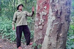 Người đàn ông 33 năm giữ rừng lim: 'Tôi giữ rừng là giữ công thổ quốc gia'