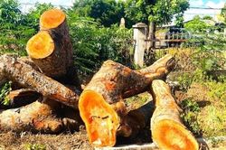 Loạt cây xanh 20 năm tuổi tại trụ sở dôi dư ở Gia Lai bị đốn hạ, xã báo cáo lý do