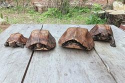 Ngăn chặn kịp thời vụ săn bắt 4 cá thể rùa Sa Nhân quý hiếm