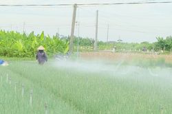 &Aacute;p lực 'mạch nước ngầm' v&ugrave;ng trồng rau ven biển Nghệ An