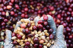FAO cảnh báo về sự mong manh của thị trường càphê, cacao và trà toàn cầu