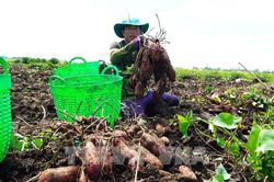 An Giang tìm lối thoát vòng luẩn quẩn 'được mùa mất giá'