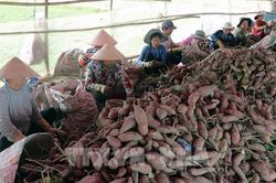 An Giang tìm lối thoát vòng luẩn quẩn 'được mùa mất giá'