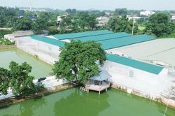 Chăn nuôi không tiếp xúc: 'Lá chắn' bảo vệ đàn vật nuôi