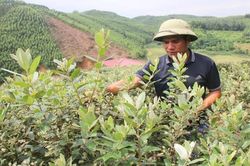 Đánh thức giá trị sim rừng