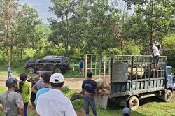 Xã Phước Trà trao hỗ trợ 28 con trâu giống cho hộ nghèo