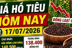 Giá hồ tiêu hôm nay 17/7: Đồng loạt giảm tới 1.000 đồng/kg