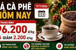 Giá cà phê hôm nay 17/7: Trong nước giảm mạnh, Robusta và Arabica cùng lao dốc