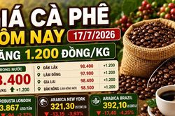 Giá cà phê hôm nay 17/7: Tăng thêm 1.200 đồng/kg