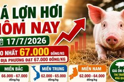 Giá lợn hơi hôm nay 17/7: Nhiều nơi miền Bắc tăng nhẹ