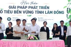 Lâm Đồng định hướng phát triển bền vững ngành hồ tiêu