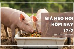 Ngày 17/7: Giá heo hơi dao động từ 62.000 - 67.000 đồng/kg