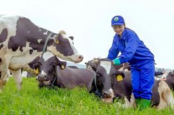 Khối ngoại mạnh tay gom thêm cổ phiếu Vinamilk giữa nhịp điều chỉnh