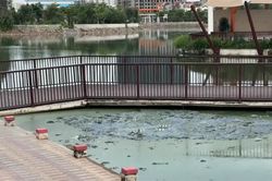 Ô nhiễm mặt hồ công viên Ngọc Thụy