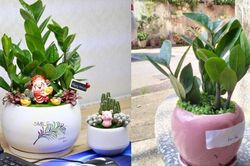 Trồng cây kim tiền phạm phải 7 sai lầm này, tài lộc khó vào nhà, tiền bạc dễ thất thoát, đặc biệt là số 2